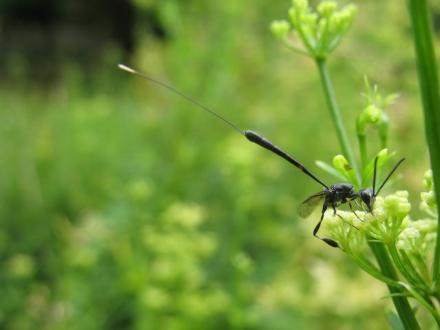 Gasteruption jaculator femelle